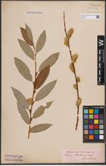 Foto von Salix daphnoides Vill.